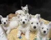 West Highland White Terrier