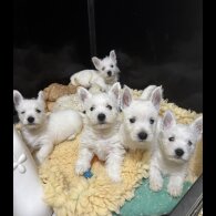West Highland White Terrier