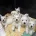 West Highland White Terrier