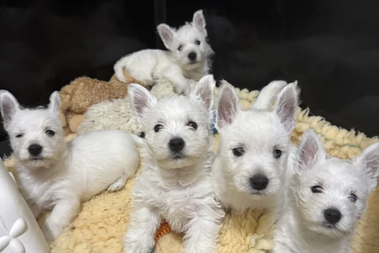 West Highland White Terrier