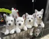 West Highland White Terrier