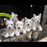 West Highland White Terrier