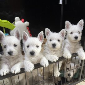 West Highland White Terrier