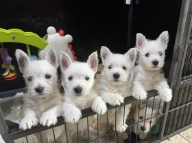 West Highland White Terrier