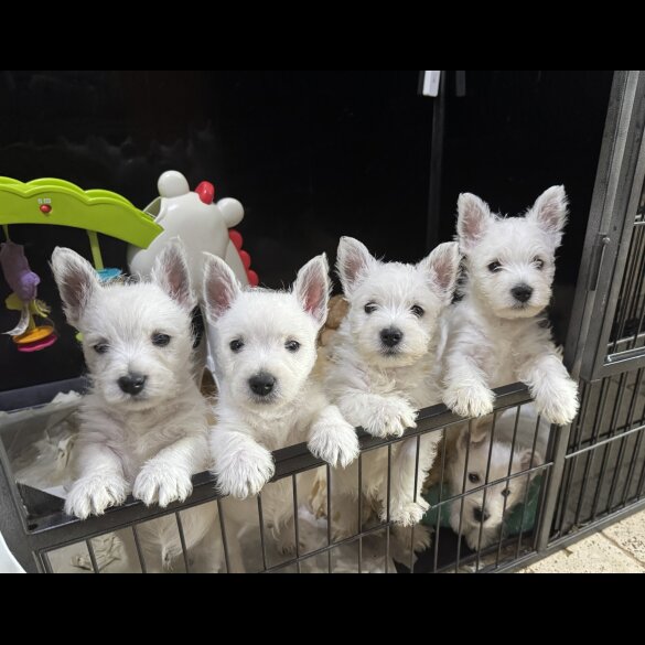 West Highland White Terrier