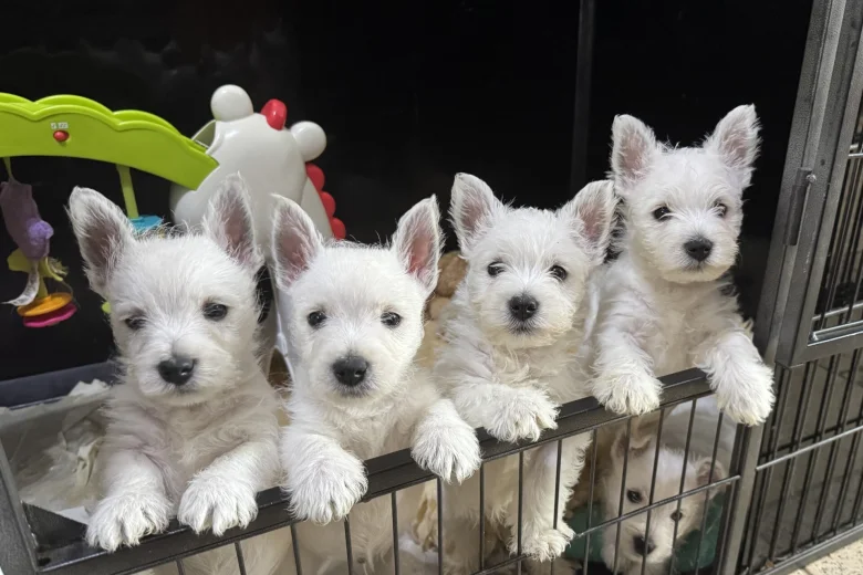 West Highland White Terrier