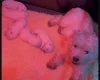 West Highland White Terrier