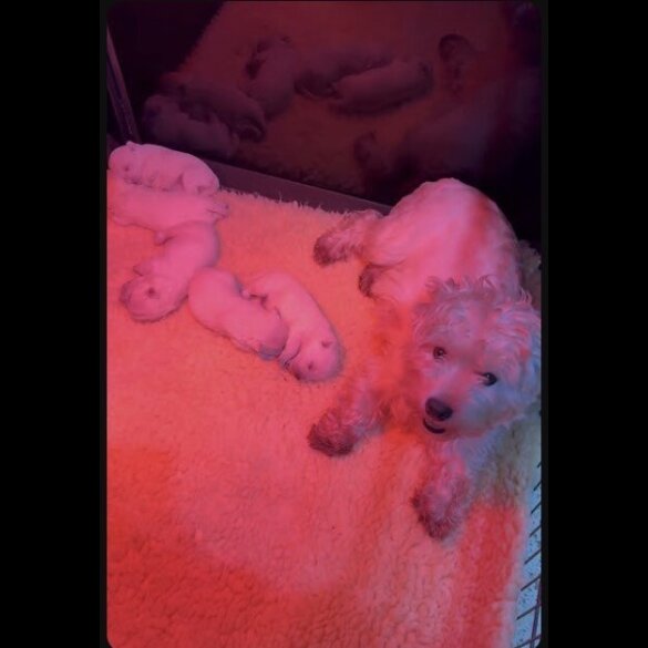 West Highland White Terrier