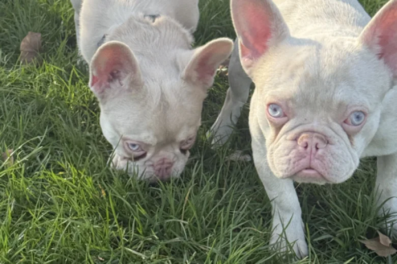 French Bulldog