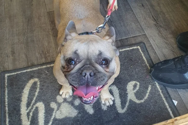 French Bulldog