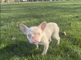 French Bulldog