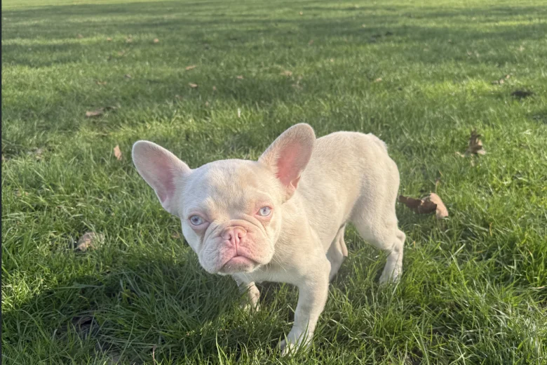 French Bulldog