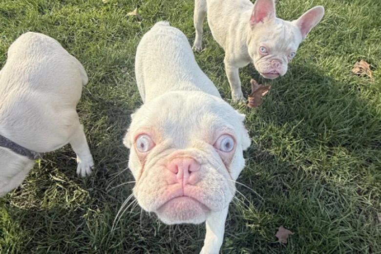 French Bulldog