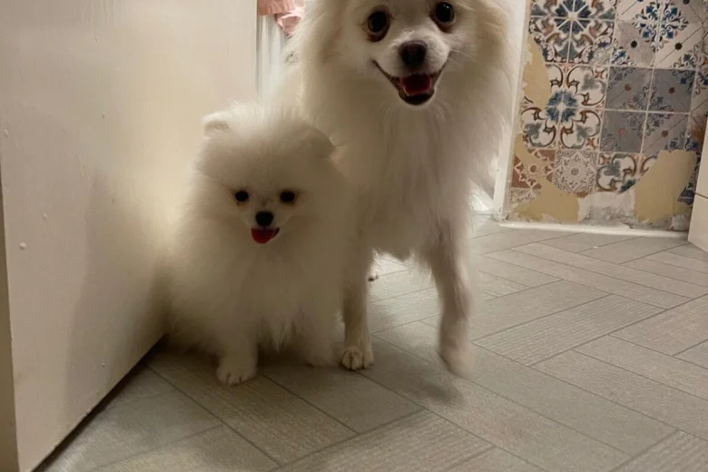 Pomeranian
