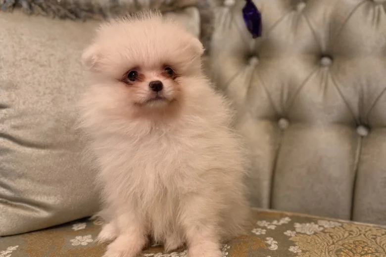 Pomeranian