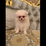 Pomeranian
