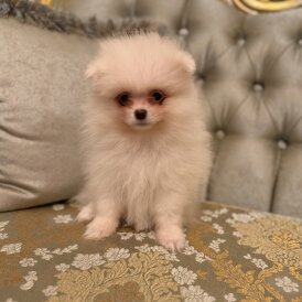 Pomeranian