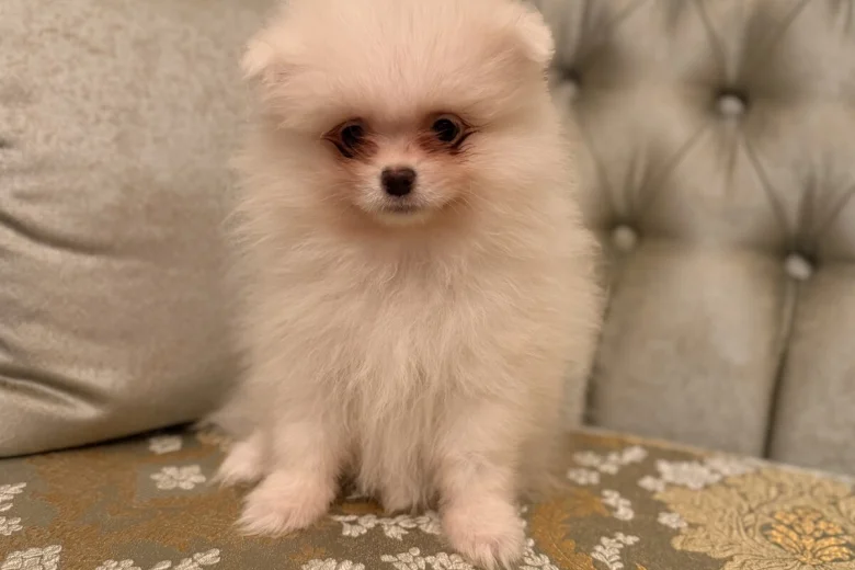 Pomeranian