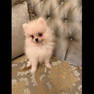 Pomeranian