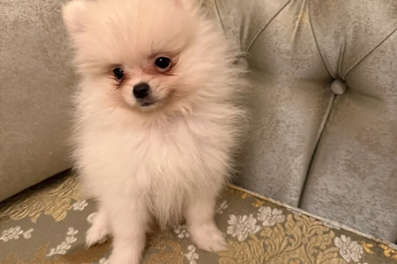 Pomeranian