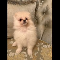 Pomeranian