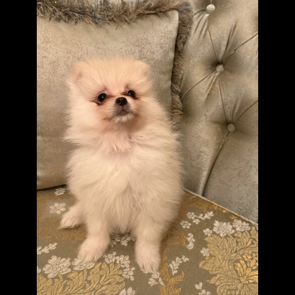 Pomeranian