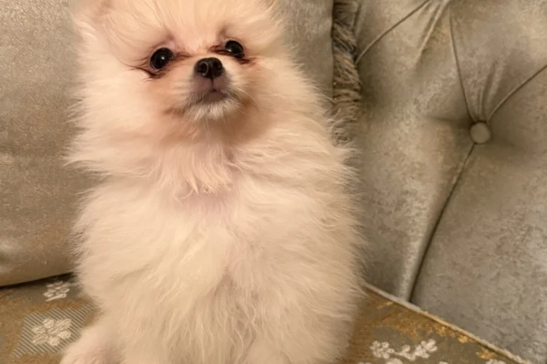 Pomeranian