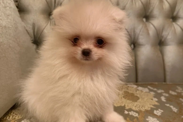 Pomeranian