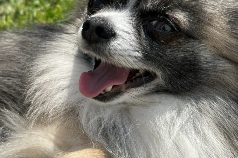 Chihuahua Long Coat