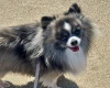Chihuahua Long Coat