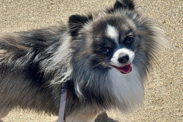 Chihuahua Long Coat