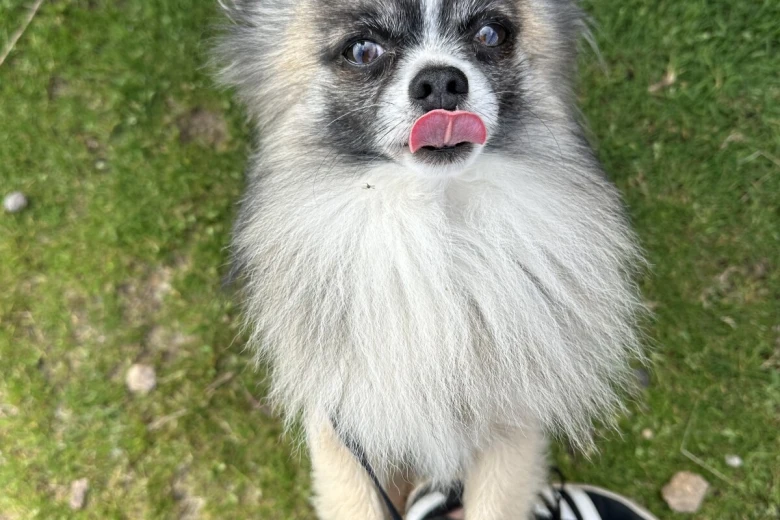Chihuahua Long Coat