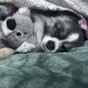 Chihuahua Long Coat