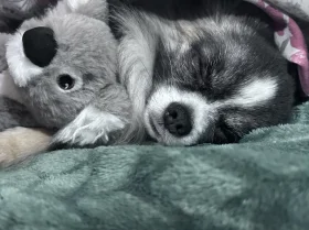 Chihuahua Long Coat
