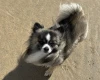 Chihuahua Long Coat