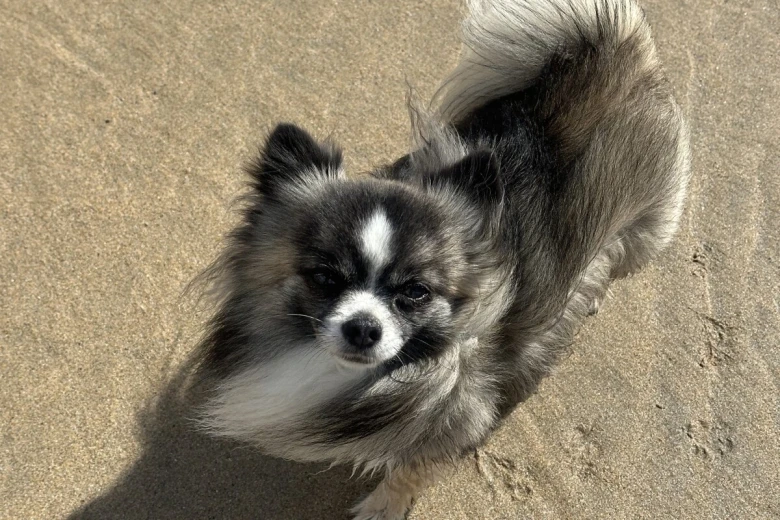 Chihuahua Long Coat