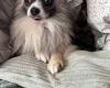 Chihuahua Long Coat