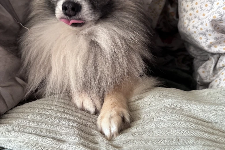 Chihuahua Long Coat