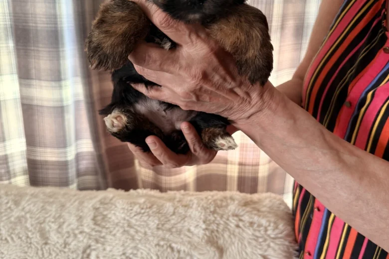 Yorkshire Terrier
