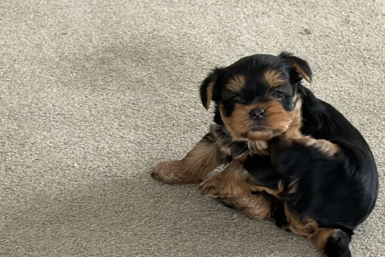Yorkshire Terrier