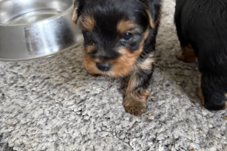 Yorkshire Terrier