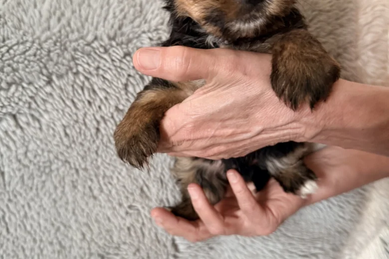 Yorkshire Terrier