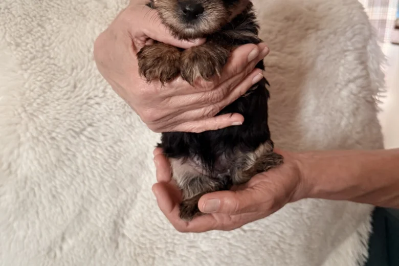 Yorkshire Terrier