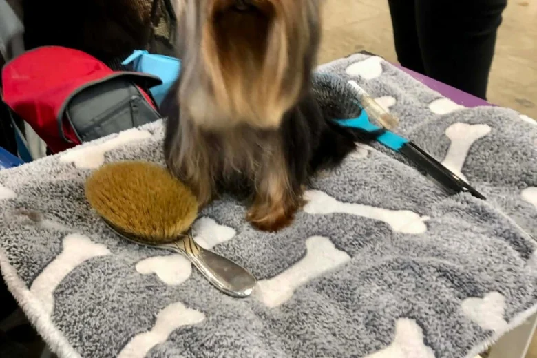 Yorkshire Terrier