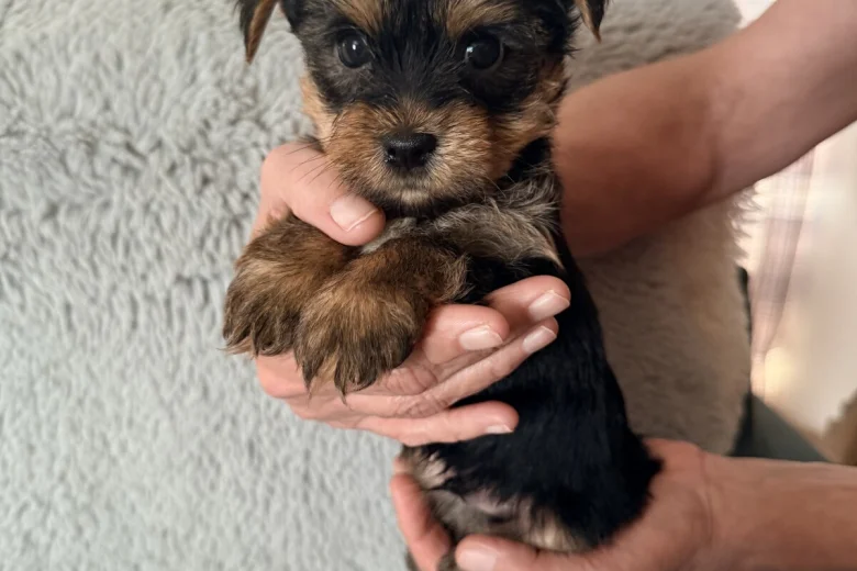 Yorkshire Terrier