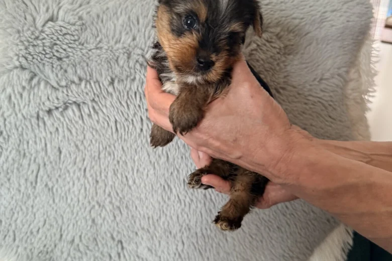 Yorkshire Terrier