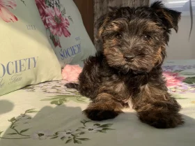 Yorkshire Terrier