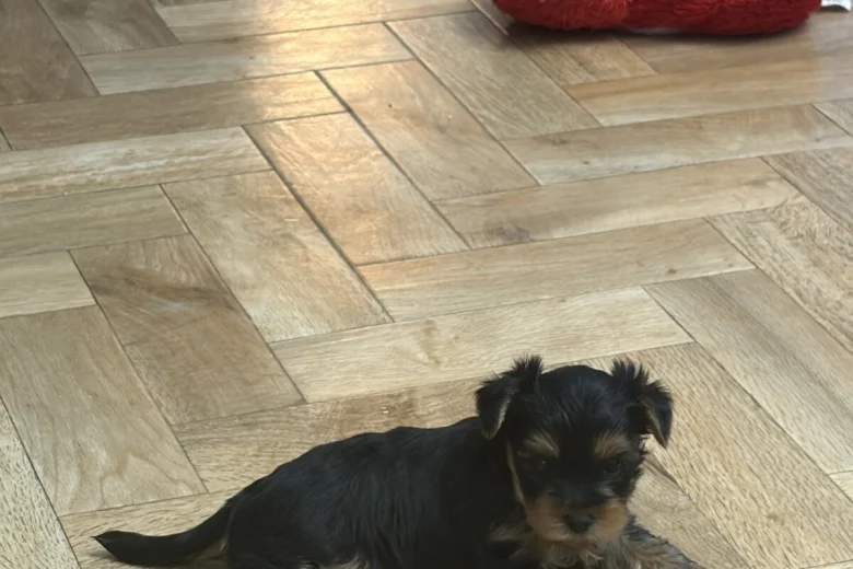 Yorkshire Terrier