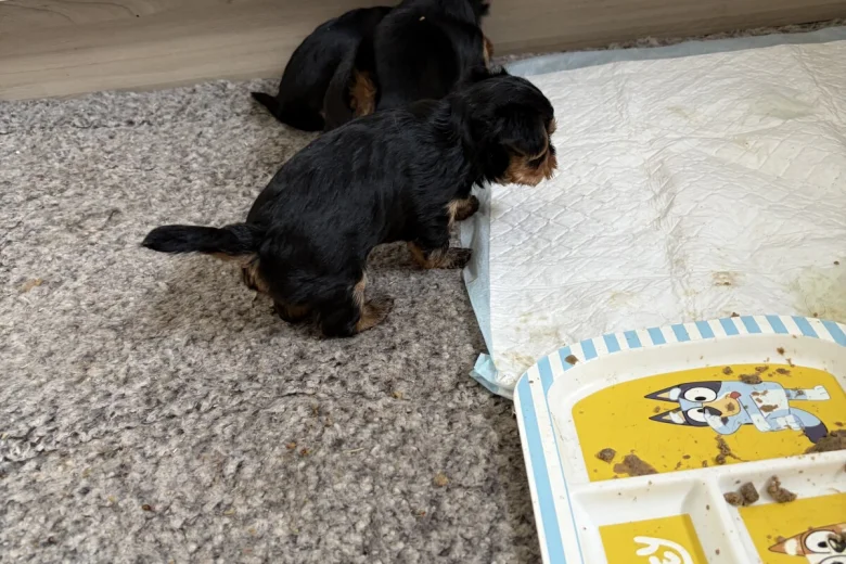 Yorkshire Terrier