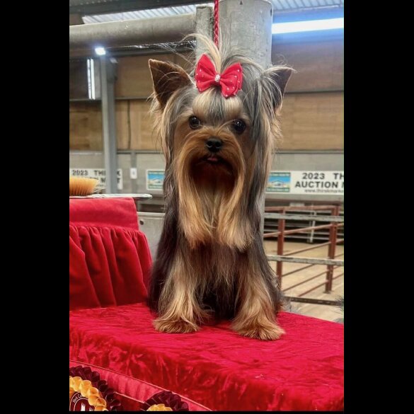 Yorkshire Terrier